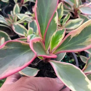 Peperomia Rainbow Ginny Live Plant - 4 Inch Pot - Colorful Indoor Foliage - Image 2