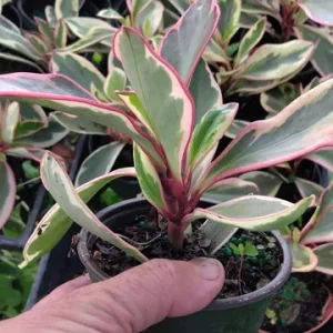 Peperomia Rainbow Ginny Live Plant - 4 Inch Pot - Colorful Indoor Foliage - Image 3