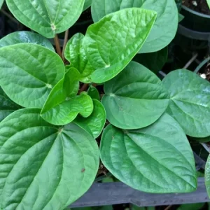 Peperomia Rana Verde Live Plant – 4 inch Tall Potted Houseplant - Image 1