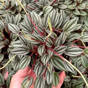 Peperomia Rosso Live Plant - Vibrant Houseplant, 4 Inch Pot, Compact Indoor - Image 2