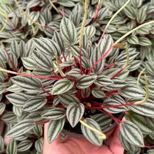 Peperomia Rosso Live Plant - Vibrant Houseplant, 4 Inch Pot, Compact Indoor - Image 3