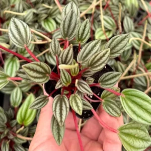 Peperomia Rosso Live Plant - Vibrant Houseplant, 4 Inch Pot, Compact Indoor - Image 4