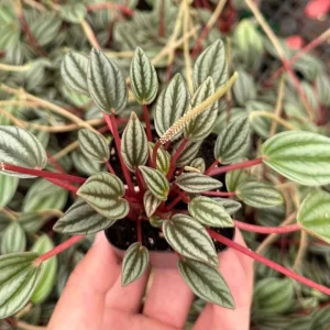Peperomia Rosso Live Plant - Vibrant Houseplant, 4 Inch Pot, Compact Indoor - Image 5