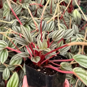 Peperomia Rosso Live Plant - Vibrant Houseplant, 4 Inch Pot, Compact Indoor - Image 6