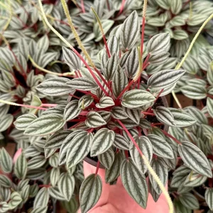 Peperomia Rosso Live Plant - Vibrant Houseplant, 4 Inch Pot, Compact Indoor - Image 1