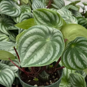 Peperomia Watermelon Houseplant Live | 4 Inch Pot | Indoor Plant - Image 1