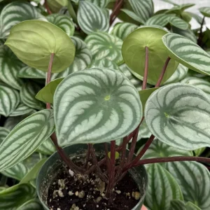 Peperomia Watermelon Houseplant Live | 4 Inch Pot | Indoor Plant - Image 2