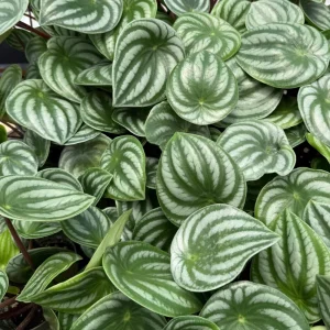 Peperomia Watermelon Houseplant Live | 4 Inch Pot | Indoor Plant - Image 3