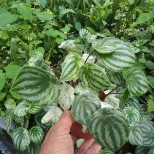 Peperomia Watermelon Live Plant - Large Leaf, 4-inch Growing Pot, Indoor - Image 1