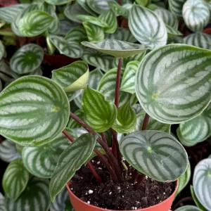 Peperomia Watermelon Live Plant – Peperomia Argyreia – Tropical Houseplant – 4 inch Pot – Indoor - Image 2