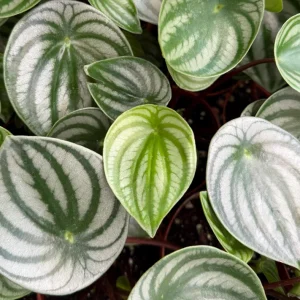 Peperomia Watermelon Live Plant – Peperomia Argyreia – Tropical Houseplant – 4 inch Pot – Indoor - Image 3