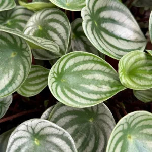 Peperomia Watermelon Live Plant – Peperomia Argyreia – Tropical Houseplant – 4 inch Pot – Indoor - Image 4