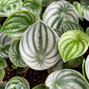 Peperomia Watermelon Live Plant – Peperomia Argyreia – Tropical Houseplant – 4 inch Pot – Indoor - Image 1