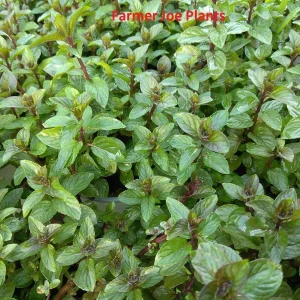 Peppermint Live Plant – Herb – 4 inch Tall – Culinary & Aromatic - Image 1