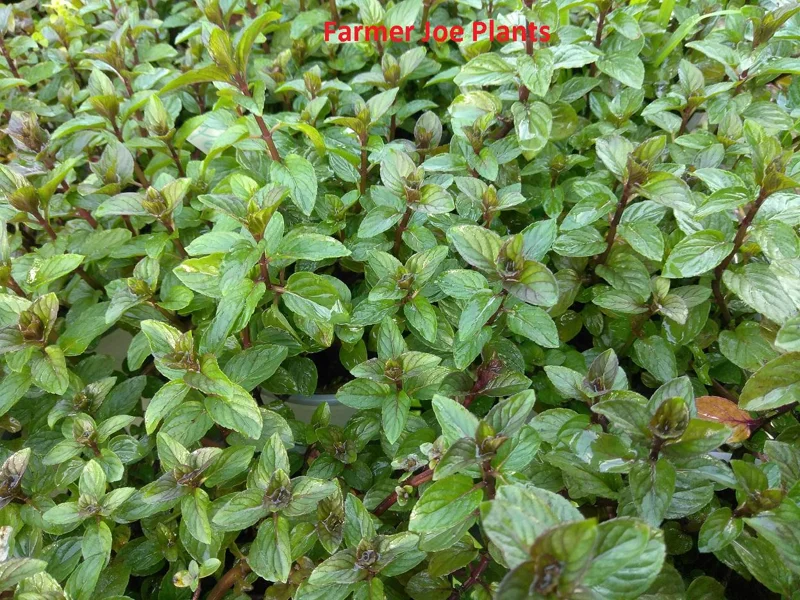 Peppermint Live Plant – Herb – 4 inch Tall – Culinary & Aromatic - Image 1