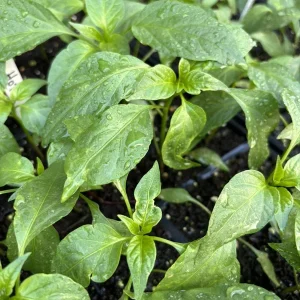 Pequin Chili Live Plant - Super Hot Pepper (3 Pack) - 6-10 inches Tall - Image 2