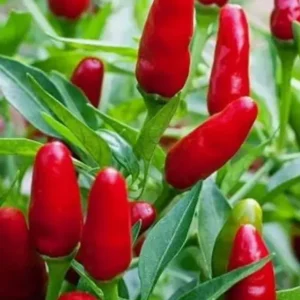 Pequin Chili Live Plant - Super Hot Pepper (3 Pack) - 6-10 inches Tall - Image 1