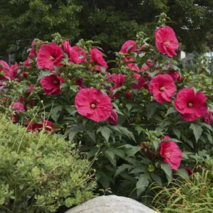 Perennial Hibiscus 'Summer in Paradise' Live Plant – Hot Cerise Red Flowers, 3 ft Tall, Starter Pot, USDA Zones 4-9 - Image 1