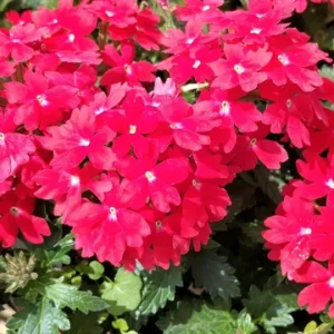 Perennial Verbena Homestead Red - 1 Live Plant, 4-inch Tall, Outdoor - Image 2