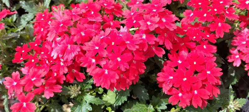 Perennial Verbena Homestead Red - 1 Live Plant, 4-inch Tall, Outdoor - Image 2
