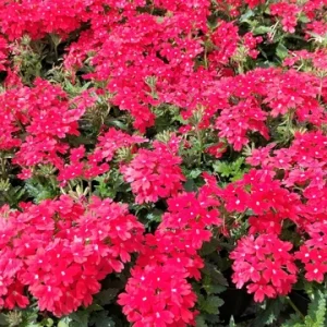 Perennial Verbena Homestead Red - 1 Live Plant, 4-inch Tall, Outdoor - Image 3