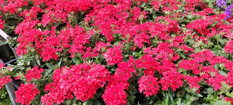 Perennial Verbena Homestead Red - 1 Live Plant, 4-inch Tall, Outdoor - Image 3