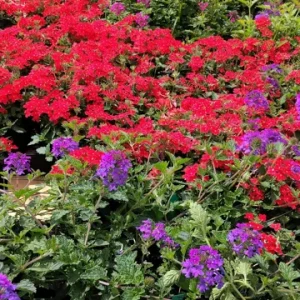 Perennial Verbena Homestead Red - 1 Live Plant, 4-inch Tall, Outdoor - Image 4