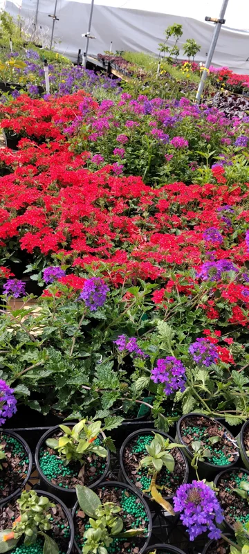 Perennial Verbena Homestead Red - 1 Live Plant, 4-inch Tall, Outdoor - Image 4