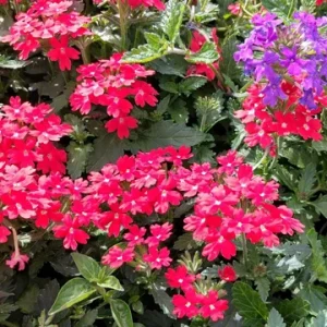 Perennial Verbena Homestead Red - 1 Live Plant, 4-inch Tall, Outdoor - Image 1
