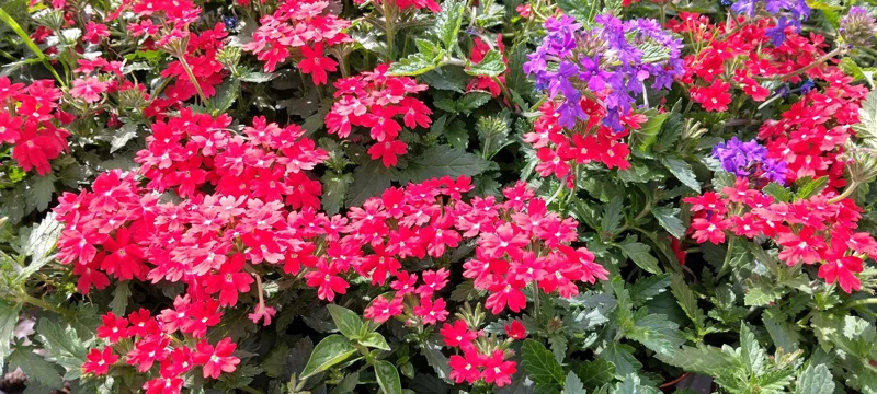 Perennial Verbena Homestead Red - 1 Live Plant, 4-inch Tall, Outdoor - Image 1