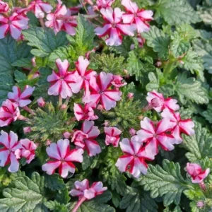 Perennial Verbena - Red White Bi-Color - Live Plant - 4 inch Tall - Image 2