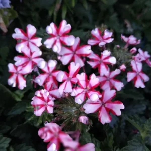 Perennial Verbena - Red White Bi-Color - Live Plant - 4 inch Tall - Image 1