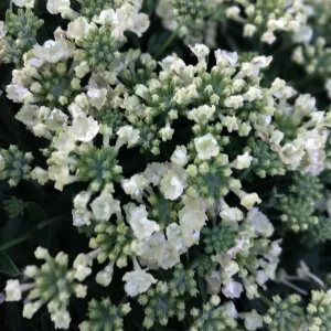 Perennial Verbena White Flower Canadensis Live Plant – 4 inch Tall – Outdoor - Image 2