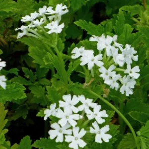 Perennial Verbena White Flower Canadensis Live Plant – 4 inch Tall – Outdoor - Image 1
