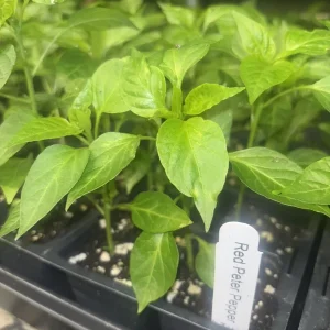 Peter Pepper Live Plant - Red Hot Chili Peppers, Unique Shape - 3 Pack - Image 2