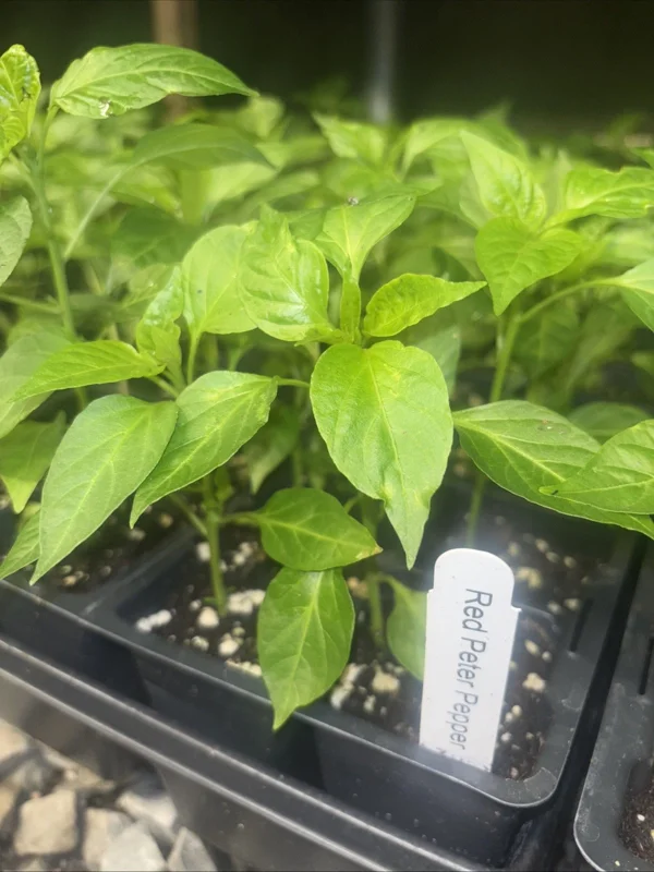 Peter Pepper Live Plant - Red Hot Chili Peppers, Unique Shape - 3 Pack - Image 2