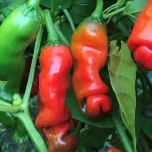 Peter Pepper Live Plant - Red Hot Chili Peppers, Unique Shape - 3 Pack - Image 1