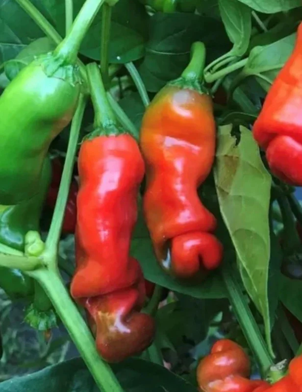 Peter Pepper Live Plant - Red Hot Chili Peppers, Unique Shape - 3 Pack - Image 1