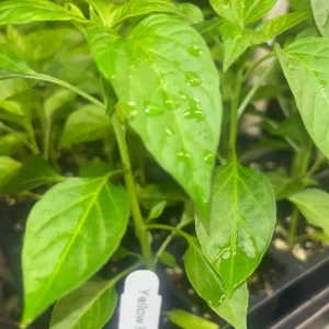 Peter Pepper Live Plants - Hot Yellow Chili, Organic (Set of 3) - Image 2