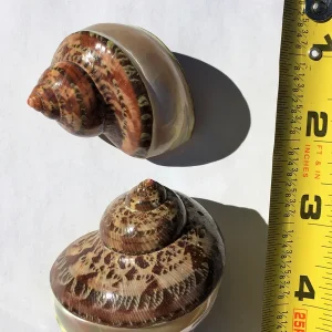 Petholatus Banded Seashell - Natural Ocean Decor for Terrariums & Crafts, 1.5-3 inches - Image 2
