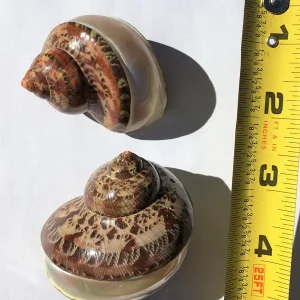 Petholatus Banded Seashell - Natural Ocean Decor for Terrariums & Crafts, 1.5-3 inches - Image 1
