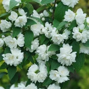 Philadelphus 'Illuminati Spice' Mock Orange Live Plant - 5-7 Inch Starter - Fragrant Outdoor Shrub - Image 2