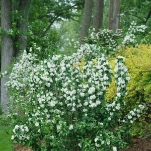 Philadelphus 'Illuminati Spice' Mock Orange Live Plant - 5-7 Inch Starter - Fragrant Outdoor Shrub - Image 1