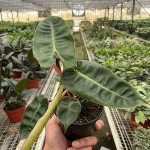 Philodendron Billietiae Live Plant 4 Inch Tall – Rare Tropical Houseplant - Image 10