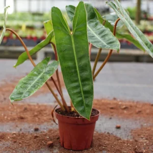 Philodendron Billietiae Live Plant 4 Inch Tall – Rare Tropical Houseplant - Image 2