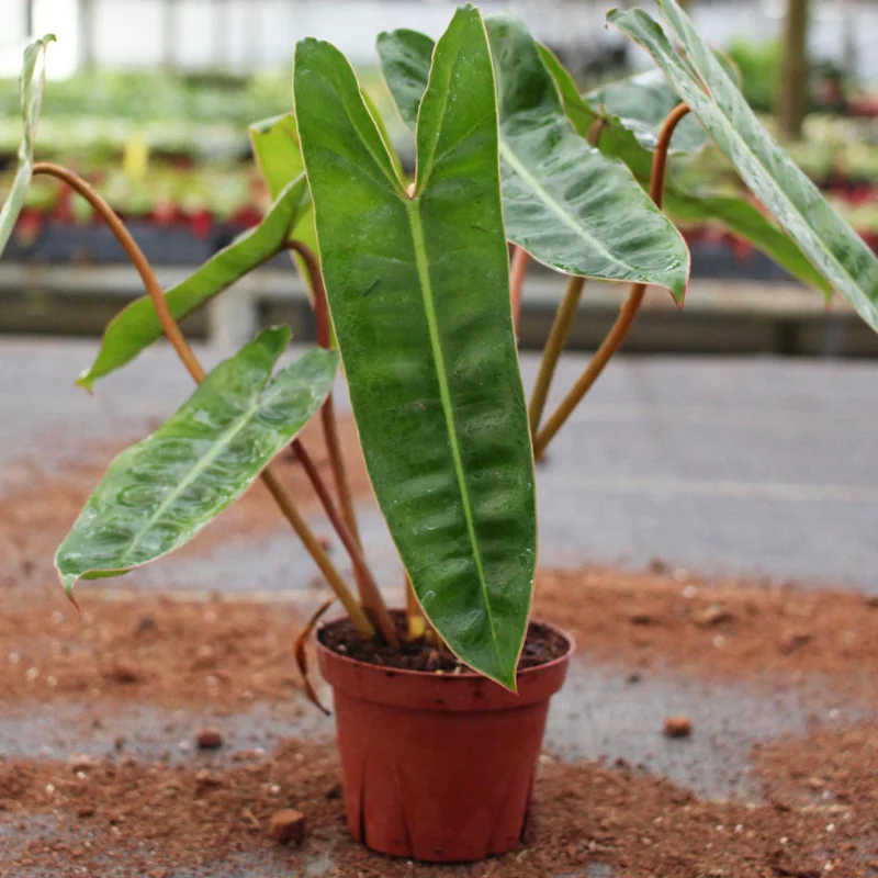 Philodendron Billietiae Live Plant 4 Inch Tall – Rare Tropical Houseplant - Image 2