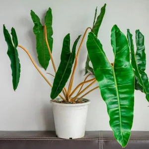 Philodendron Billietiae Live Plant 4 Inch Tall – Rare Tropical Houseplant - Image 3