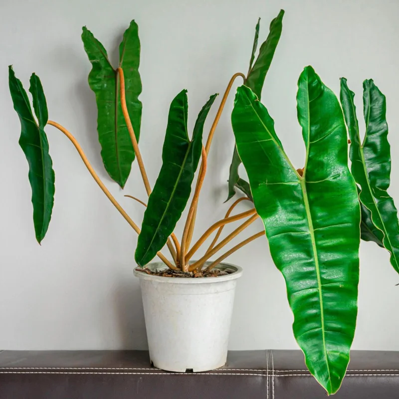 Philodendron Billietiae Live Plant 4 Inch Tall – Rare Tropical Houseplant - Image 3