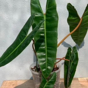 Philodendron Billietiae Live Plant 4 Inch Tall – Rare Tropical Houseplant - Image 4
