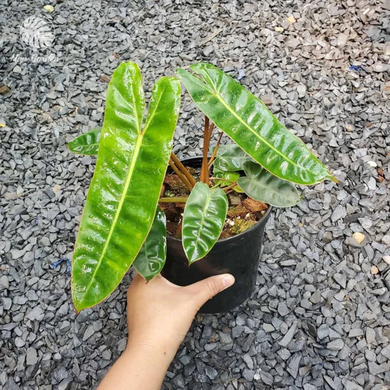 Philodendron Billietiae Live Plant 4 Inch Tall – Rare Tropical Houseplant - Image 5